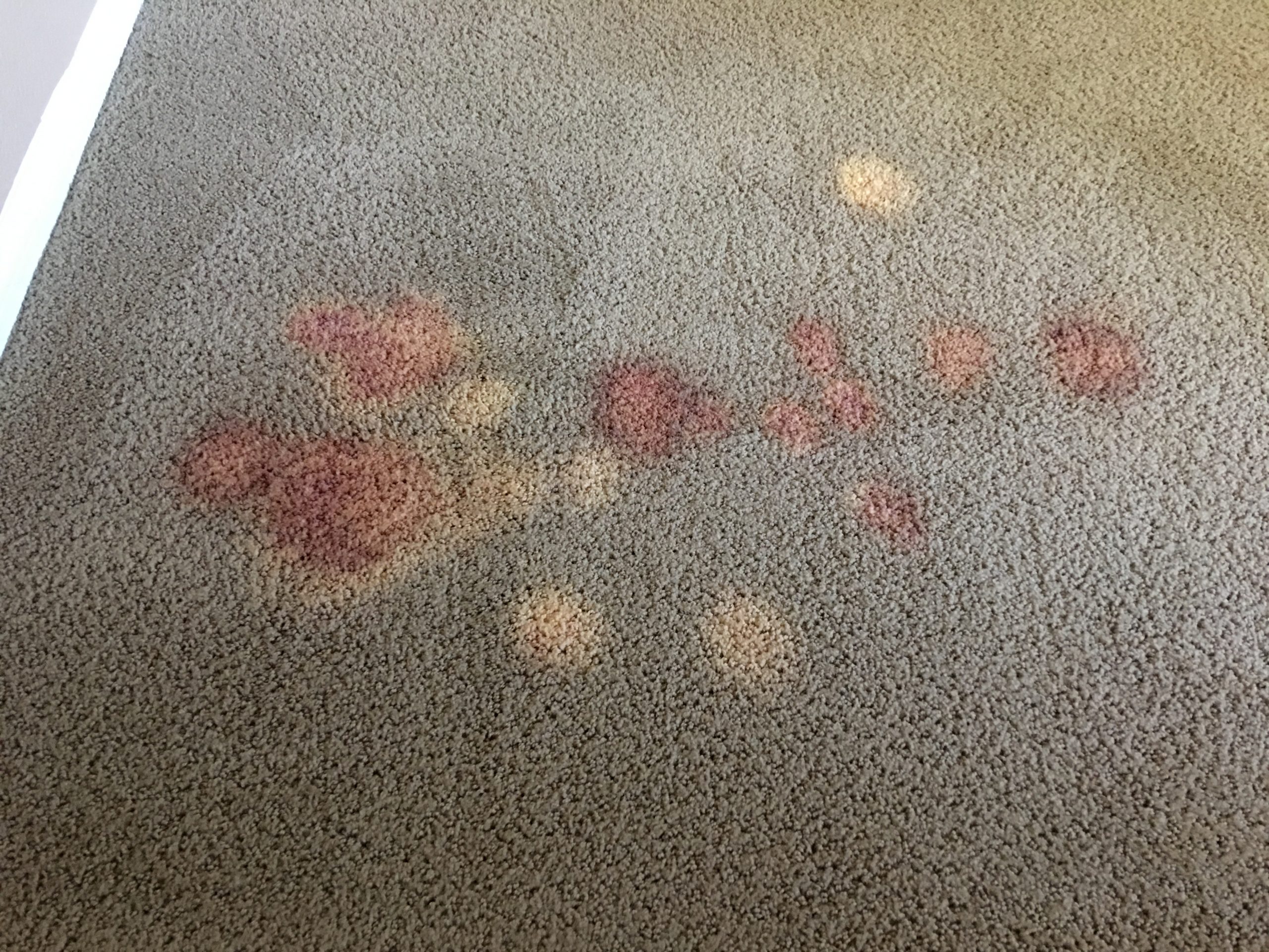 Leading Carpet Repair Services in Santa Ana, CA